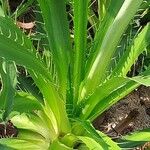 Eryngium agavifolium ഇല