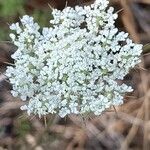 Daucus muricatus Fula