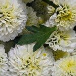 Chrysanthemum indicum 葉