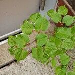 Tilia × europaea Blad