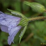 Erodium gruinum Flower