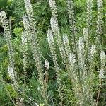 Reseda albaFlower