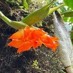 Scaphyglottis sigmoidea Flower