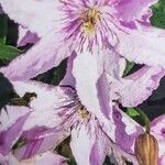 Clematis Hagley HybridFloare