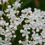 Valeriana tripteris Blüte