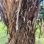 Eucalyptus caesia 树皮