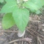 Solanum americanum 葉