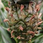 Ananas comosus Fruit