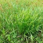 Carex pallescens 整株植物