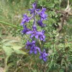 Delphinium peregrinum Цвят