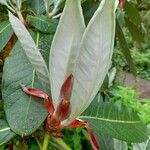 Rhododendron sinogrande Blad