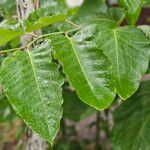 Reynoutria sachalinensis List
