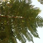 Cyathea glauca Leaf