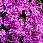 Callicarpa nudiflora Blomst