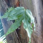 Phlebodium decumanum Liść
