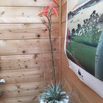 Aloe humilis Blomma
