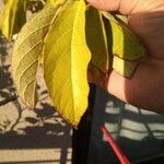 Diospyros virginiana Fruto