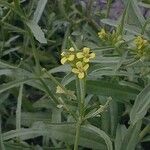 Erysimum repandum 整株植物