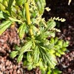 Artemisia lactiflora Blad