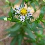 Symphyotrichum puniceum Flower