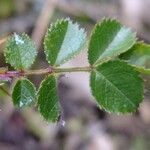 Rosa seraphinii Mosusu