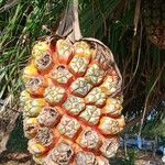 Pandanus utilis Gyümölcs