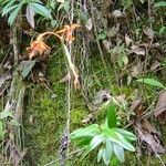 Epidendrum macrocarpum Habit
