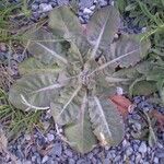 Taraxacum pyropappum Habit