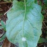 Youngia japonica Leaf