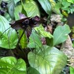 Tacca chantrieriFlower