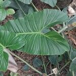 Philodendron deflexum List