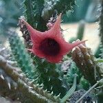 Huernia keniensis Blomma