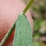 Rostraria cristata Leaf