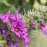 Lythrum salicaria Fiore