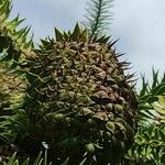 Araucaria angustifolia Fruto