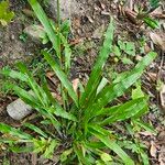 Paspalum setaceum Leaf