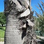 Washingtonia filifera 樹皮