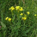 Linum flavum Kukka