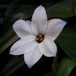 Ipheion uniflorum Flor