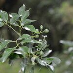 Amyris balsamifera Плод