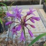 Tulbaghia simmleri Flor