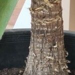 Yucca gigantea Corteza