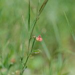 Lathyrus sphaericus Flor