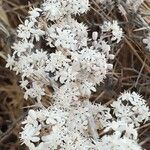 Asparagus albus Flower