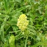 Reseda luteaFlower