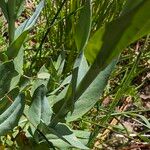 Turritis glabra Leaf