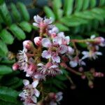 Sorbus microphylla