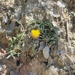 Centaurea toletana List