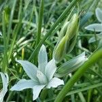 Ornithogalum nutansBlomst