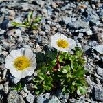 Ranunculus glacialis Žiedas